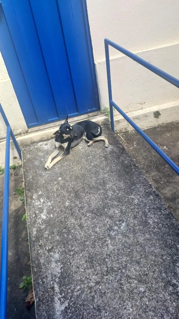 Cachorro raça SRD-ViraLata idade 2 a 6 meses nome Amora 