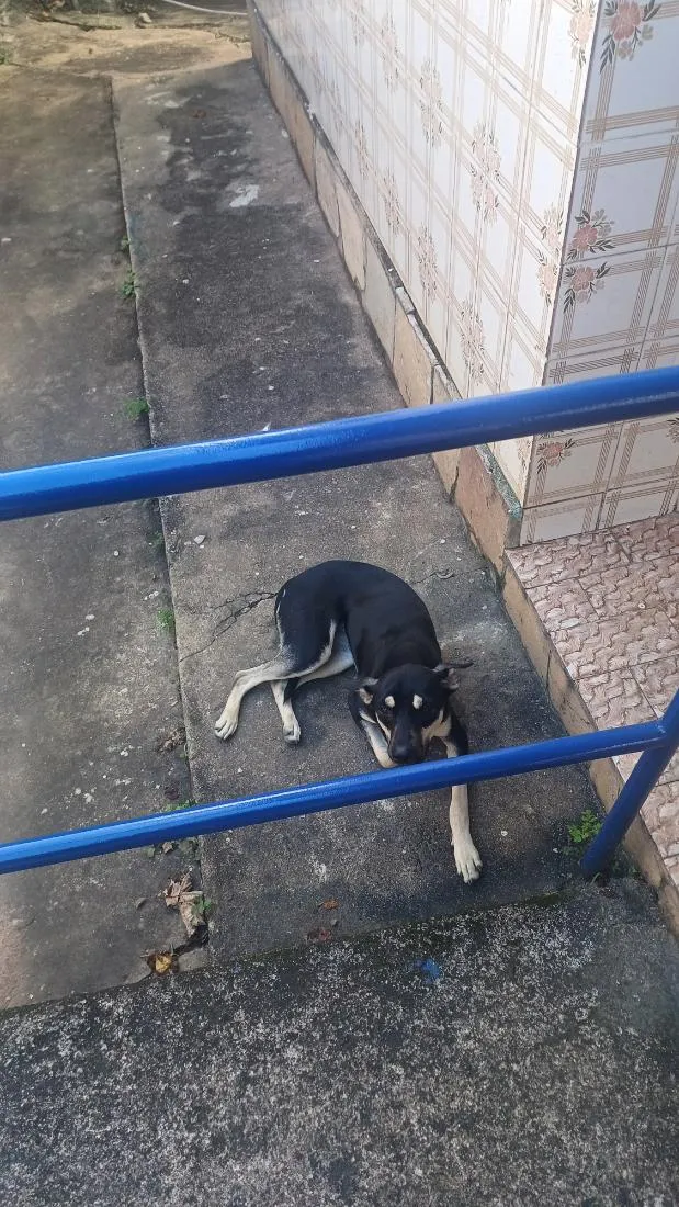 Cachorro raça SRD-ViraLata idade 2 a 6 meses nome Amora 