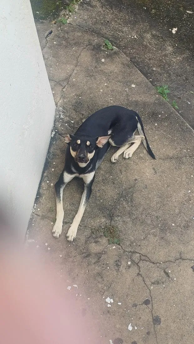 Cachorro raça SRD-ViraLata idade 2 a 6 meses nome Amora 