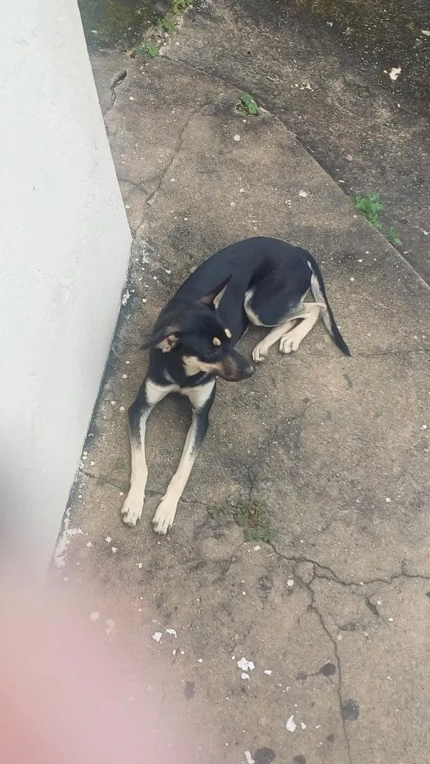 Cachorro raça SRD-ViraLata idade 2 a 6 meses nome Amora 