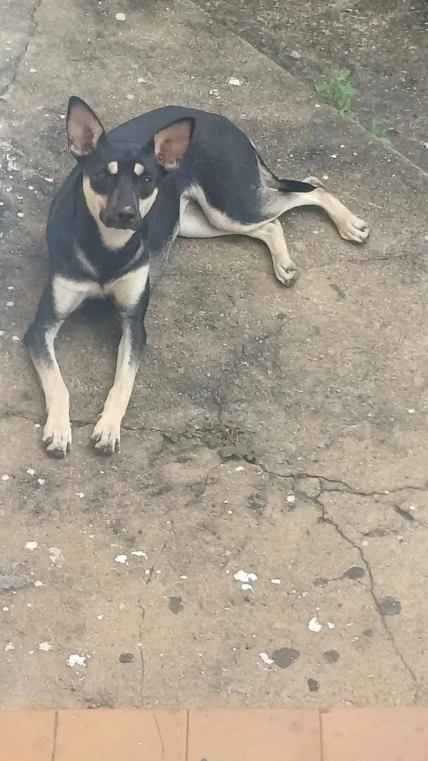 Cachorro raça SRD-ViraLata idade 2 a 6 meses nome Amora 
