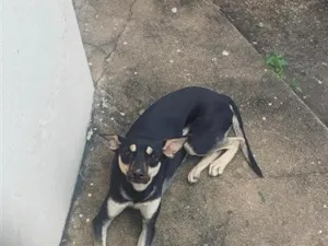 Cachorro raça SRD-ViraLata idade 2 a 6 meses nome Amora 