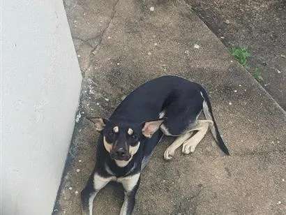 Cachorro raça SRD-ViraLata idade 2 a 6 meses nome Amora 