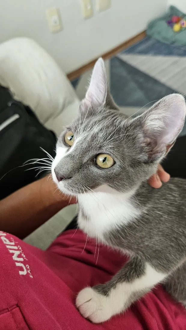 Gato raça SRD-ViraLata idade 2 a 6 meses nome Amora 