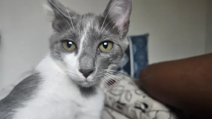 Gato raça SRD-ViraLata idade 2 a 6 meses nome Amora 