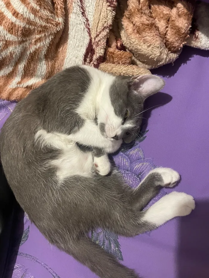 Gato raça SRD-ViraLata idade 2 a 6 meses nome Amora 