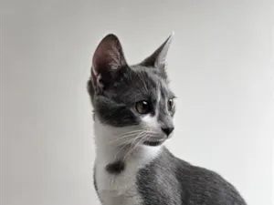 Gato raça SRD-ViraLata idade 2 a 6 meses nome Amora 