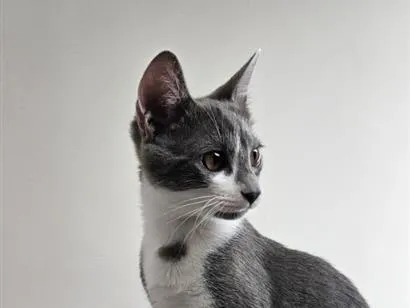 Gato raça SRD-ViraLata idade 2 a 6 meses nome Amora 