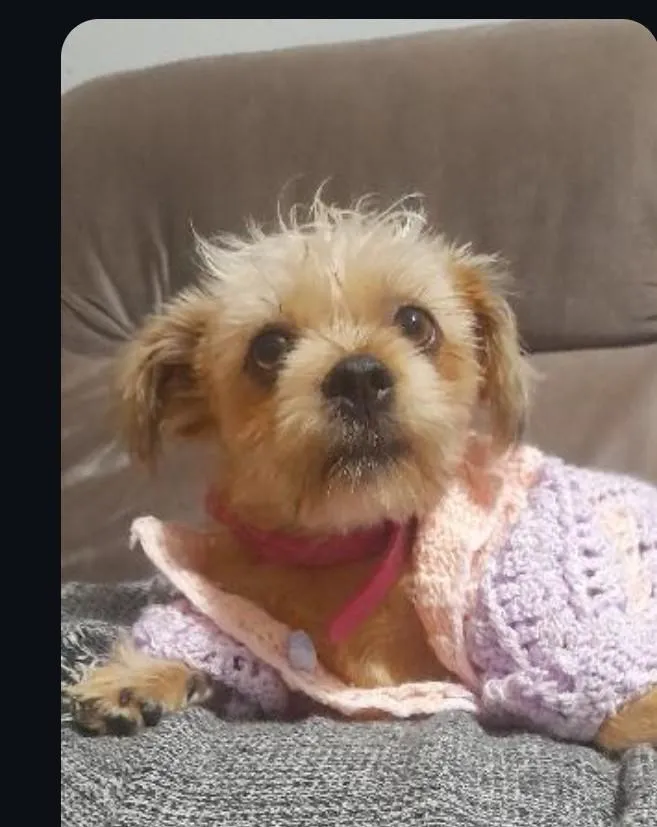 Cachorro raça Shitzu idade 2 anos nome Jade