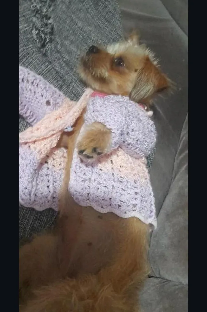 Cachorro raça Shitzu idade 2 anos nome Jade