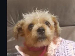 Cachorro raça Shitzu idade 2 anos nome Jade