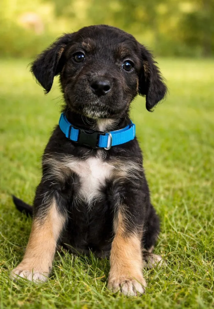 Cachorro raça SRD-ViraLata idade Abaixo de 2 meses nome Filhotes fêmeas 
