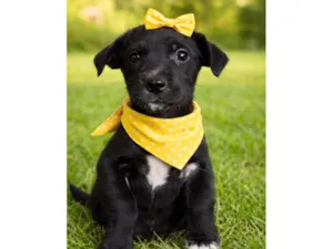 Cachorro raça SRD-ViraLata idade Abaixo de 2 meses nome Filhotes fêmeas 