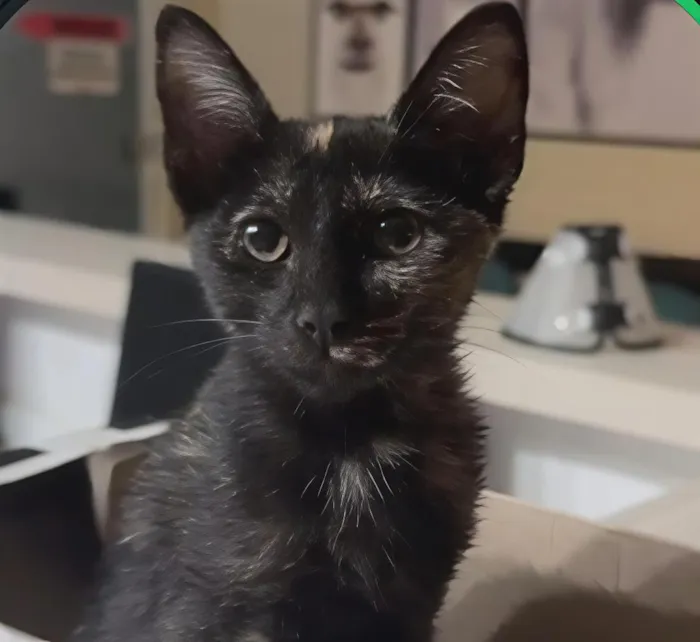 Gato raça SRD-ViraLata idade 2 a 6 meses nome café 