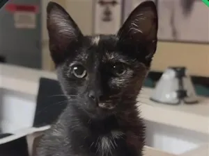 Gato raça SRD-ViraLata idade 2 a 6 meses nome café 