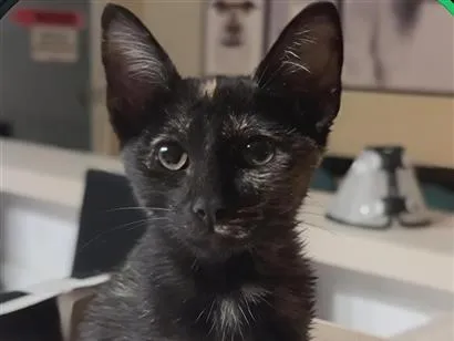 Gato raça SRD-ViraLata idade 2 a 6 meses nome café 