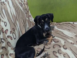Cachorro raça SRD-ViraLata idade 2 a 6 meses nome Duck