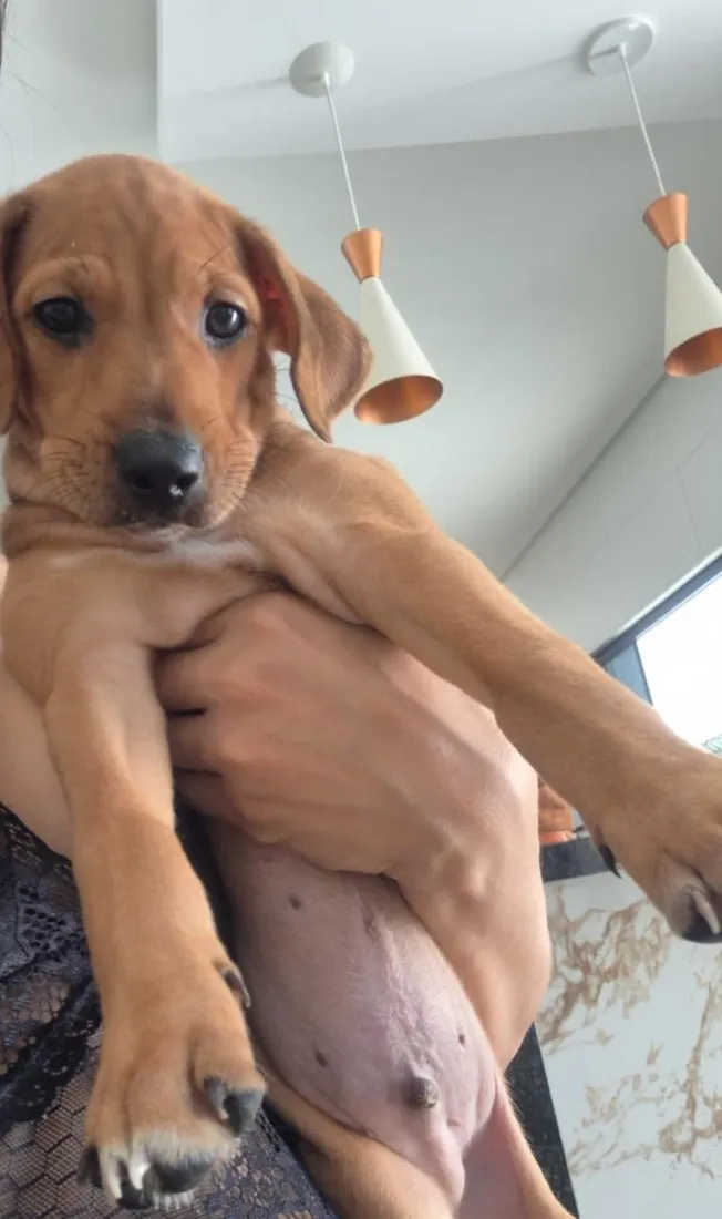 Cachorro raça Dobermann idade 2 a 6 meses nome Sem nome