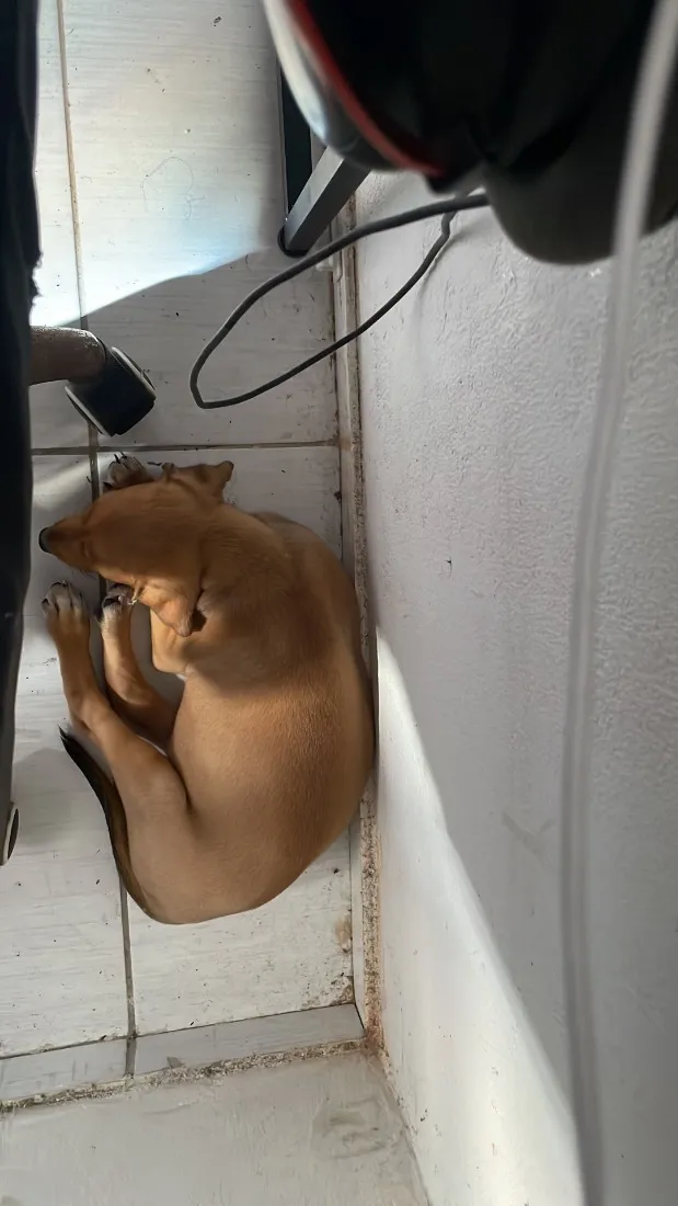 Cachorro raça Dobermann idade 2 a 6 meses nome Sem nome