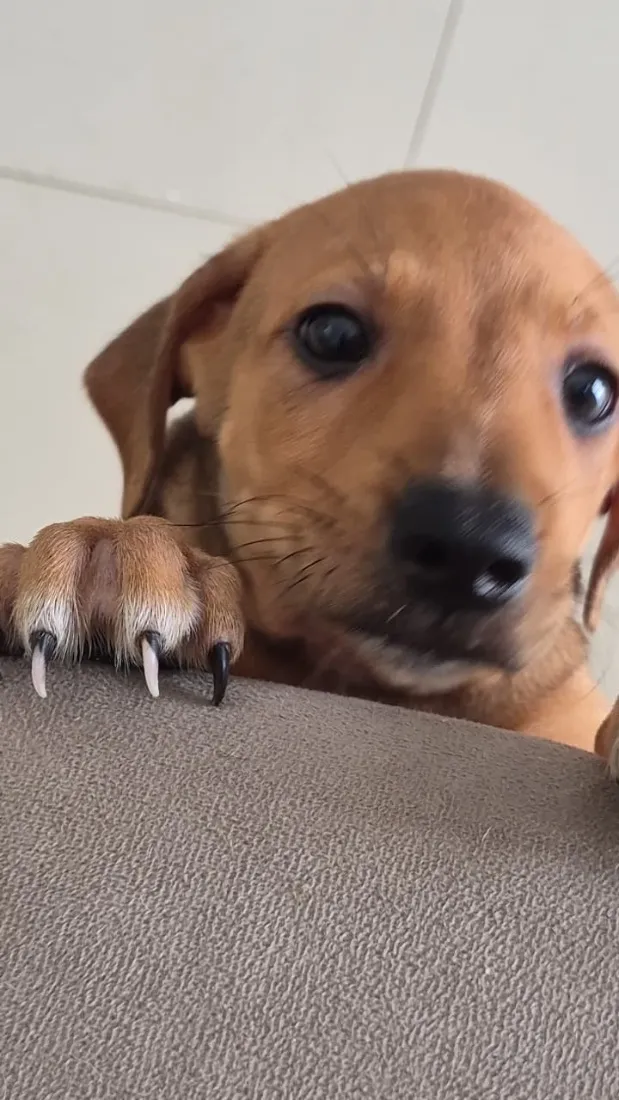 Cachorro raça Dobermann idade 2 a 6 meses nome Sem nome