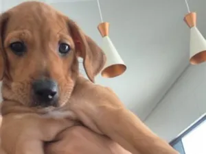 Cachorro raça Dobermann idade 2 a 6 meses nome Sem nome