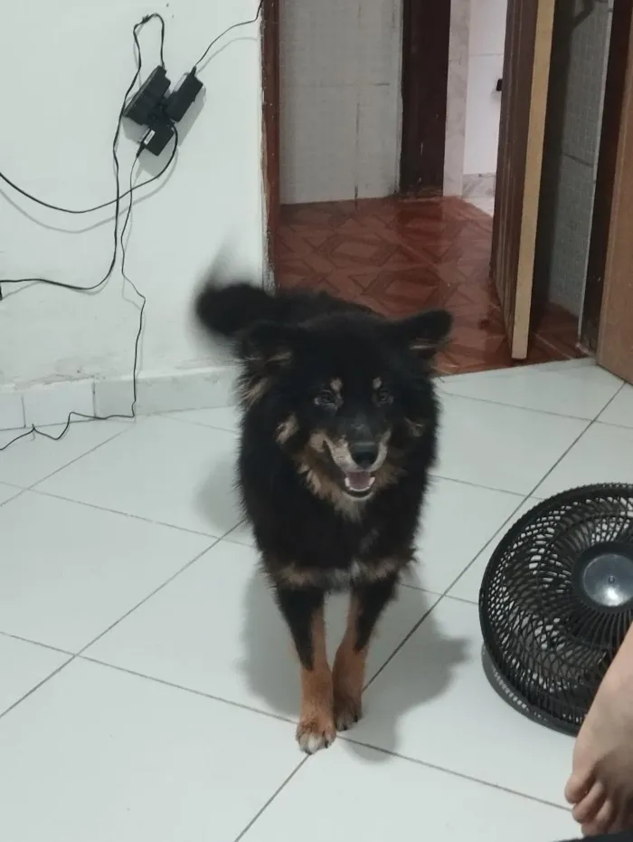 Cachorro raça Pastor Alemão idade 1 ano nome Apolo