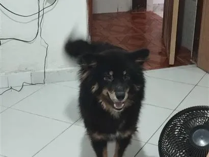 Cachorro raça Pastor Alemão idade 1 ano nome Apolo