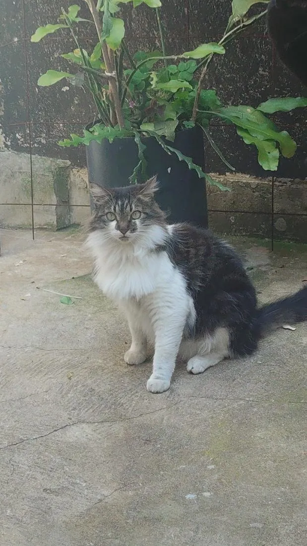 Gato raça SRD-ViraLata idade 4 anos nome Frida 