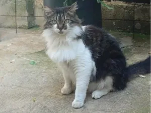 Gato raça SRD-ViraLata idade 4 anos nome Frida 