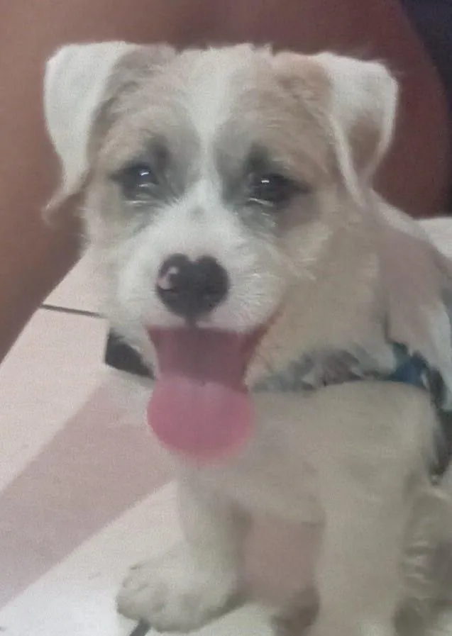 Cachorro raça SRD-ViraLata idade 1 ano nome ZORRO