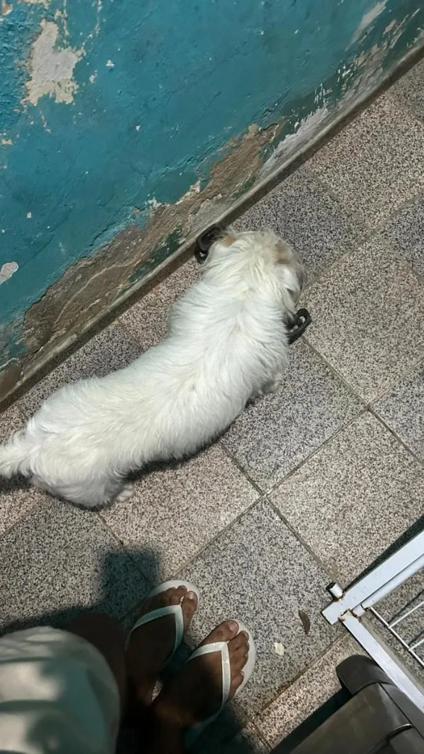 Cachorro raça SRD-ViraLata idade 1 ano nome ZORRO