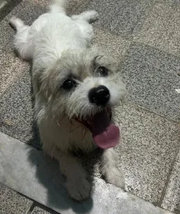Cachorro raça SRD-ViraLata idade 1 ano nome ZORRO