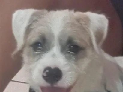 Cachorro raça SRD-ViraLata idade 1 ano nome ZORRO