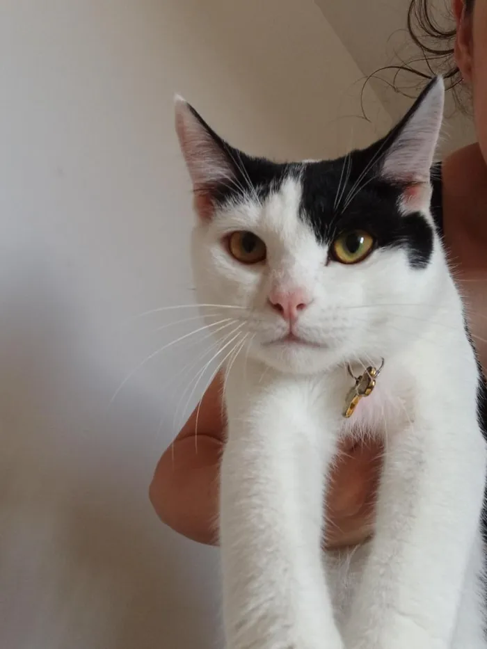 Gato raça SRD-ViraLata idade 2 a 6 meses nome Sun e Gus