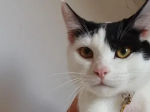 Gato raça SRD-ViraLata idade 2 a 6 meses nome Sun e Gus