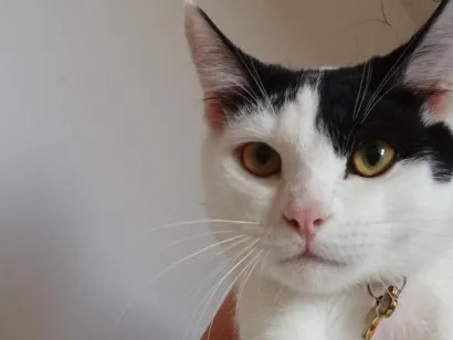 Gato raça SRD-ViraLata idade 2 a 6 meses nome Sun e Gus