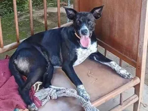 Cachorro raça SRD-ViraLata idade 1 ano nome Vitória
