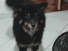 Cachorro raça Pastor Alemão idade 1 ano nome Apolo