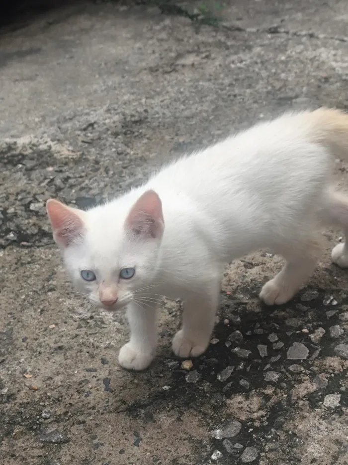 Gato raça SRD-ViraLata idade 2 a 6 meses nome Nick