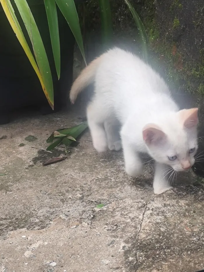 Gato raça SRD-ViraLata idade 2 a 6 meses nome Nick