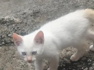 Gato raça SRD-ViraLata idade 2 a 6 meses nome Nick