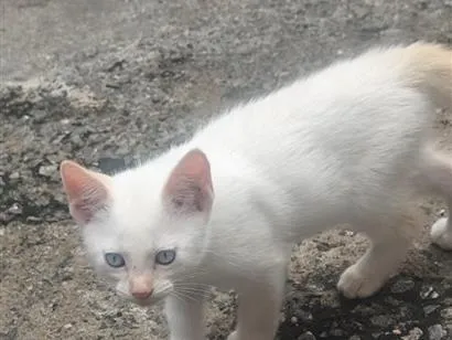 Gato raça SRD-ViraLata idade 2 a 6 meses nome Nick