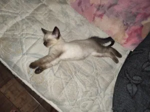 Gato raça Siamês idade 2 a 6 meses nome Don