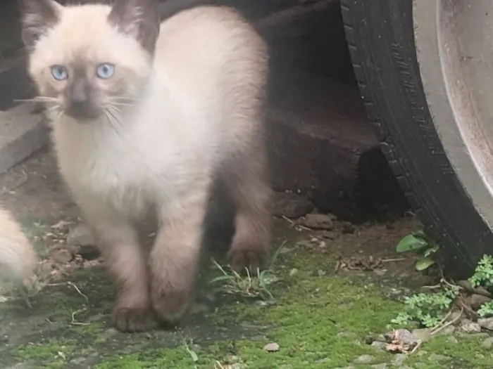 Gato raça Siamês idade 2 a 6 meses nome Don