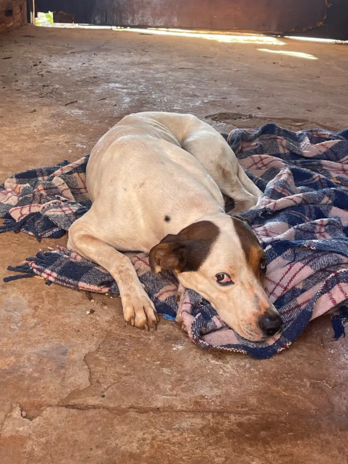 Cachorro raça SRD-ViraLata idade 5 anos nome Zeus 