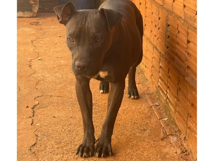Cachorro raça Pit-Bull idade 1 ano nome Bella 