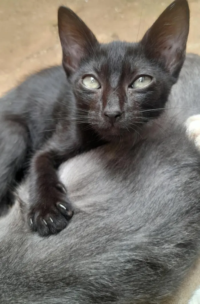 Gato raça SRD-ViraLata idade 2 a 6 meses nome sem nome