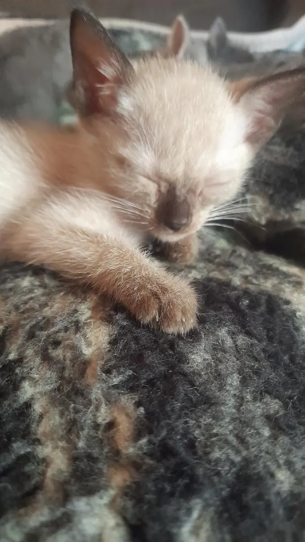 Gato raça SRD-ViraLata idade 2 a 6 meses nome sem nome