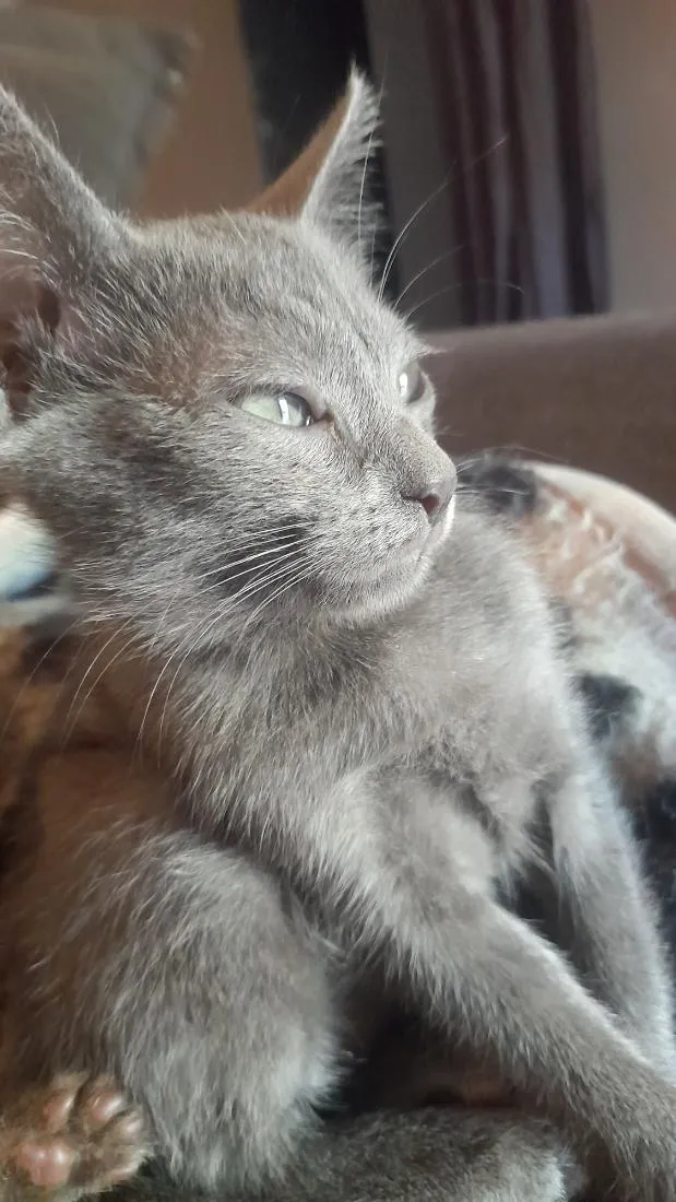 Gato raça SRD-ViraLata idade 2 a 6 meses nome sem nome