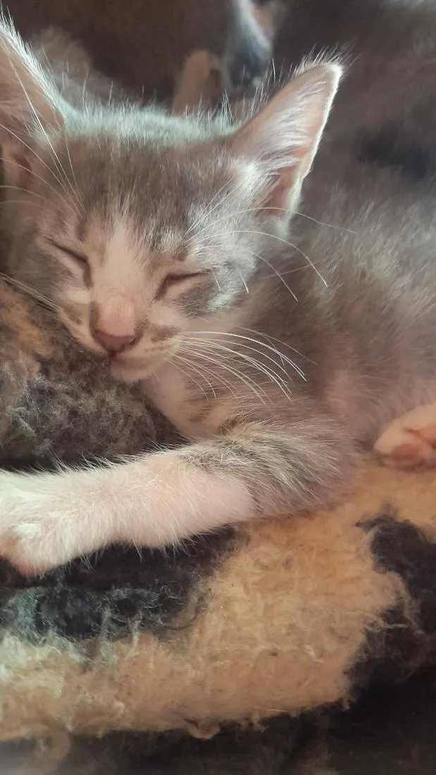 Gato raça SRD-ViraLata idade 2 a 6 meses nome sem nome